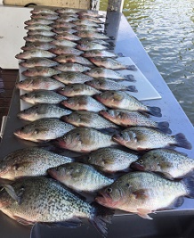 Table of Crappie